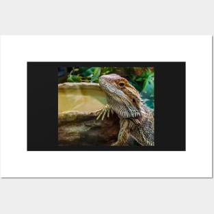 Agama Lizard Posters and Art